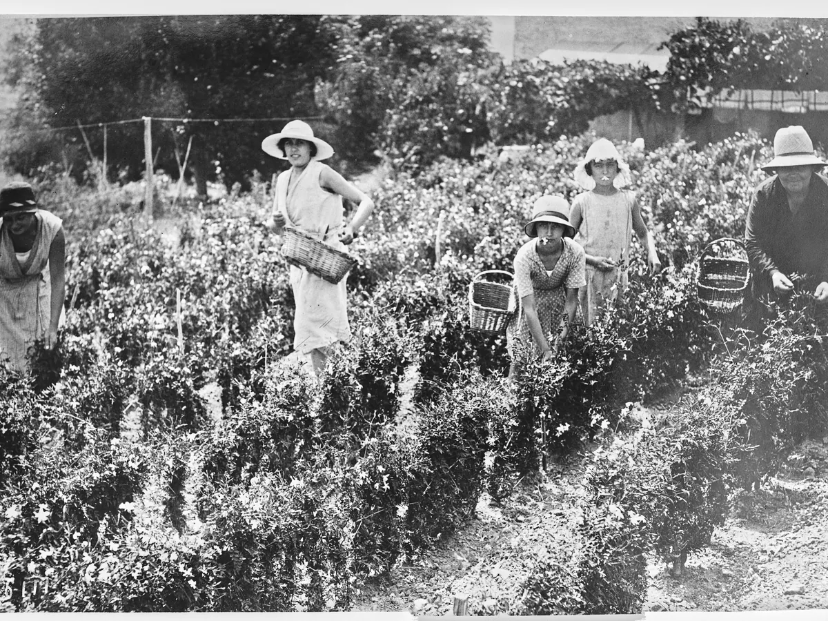 Una fotografía en blanco y negro de mujeres con sombreros de ala ancha recogiendo jazmín en cestas entre los arbustos en flor de Grasse.